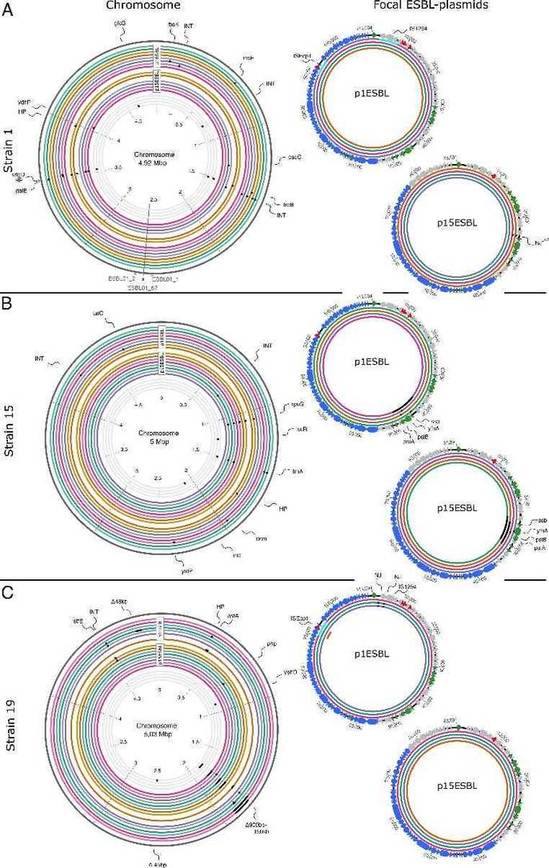 Fig 1. Genetic alterations in chromosomes and ESBL plasmids following 15 days of serial passage without antibiotics. (Benz et al., 2023)